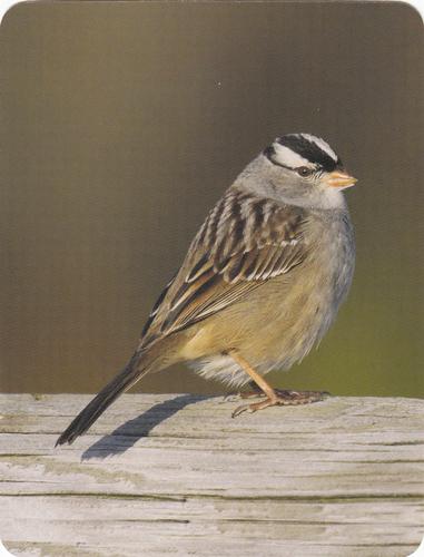 2020 Backyard Birds of Western North America #99 White-Crowned Sparrow Front