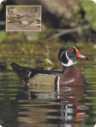 2020 Backyard Birds of Western North America #100 Wood Duck Front