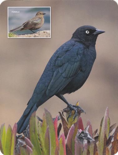 2020 Backyard Birds of Western North America #103 Brewer's Blackbird Front