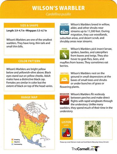 2020 Backyard Birds of Western North America #110 Wilson's Warbler Back