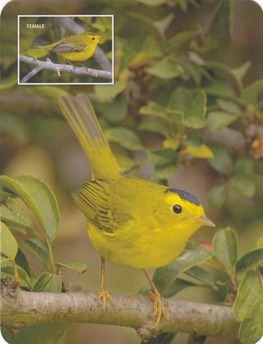 2020 Backyard Birds of Western North America #110 Wilson's Warbler Front