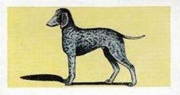 1958 Mills Dogs #1 Bedlington Terrier Front