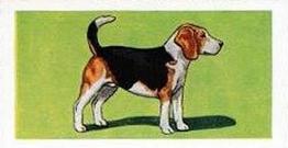 1958 Mills Dogs #17 Beagle Front
