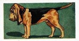 1958 Mills Dogs #20 Bloodhound Front
