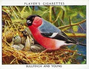 1934 Player's Wild Birds (Large) #1 Bullfinch and Young Front