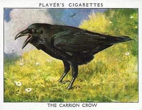 1934 Player's Wild Birds (Large) #3 The Carrion Crow Front