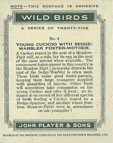 1934 Player's Wild Birds (Large) #4 Young Cuckoo with Sedge-Warbler Foster-Mother Back