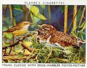 1934 Player's Wild Birds (Large) #4 Young Cuckoo with Sedge-Warbler Foster-Mother Front