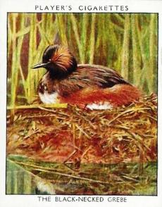 1934 Player's Wild Birds (Large) #7 The Black-Necked Grebe Front