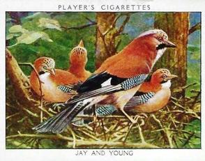 1934 Player's Wild Birds (Large) #9 Jay and Young Front