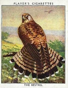 1934 Player's Wild Birds (Large) #10 The Kestrel Front