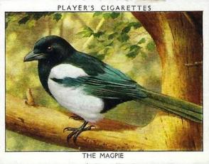 1934 Player's Wild Birds (Large) #11 The Magpie Front