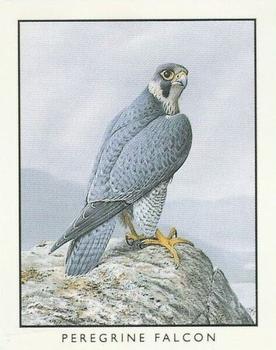 1996 Victoria Gallery British Birds of Prey Series 2 #2 Peregrine Falcon Front