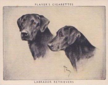 1955 Player's Dogs Pairs and Groups (Large) (Unissued) #11 Labrador Retrievers Front