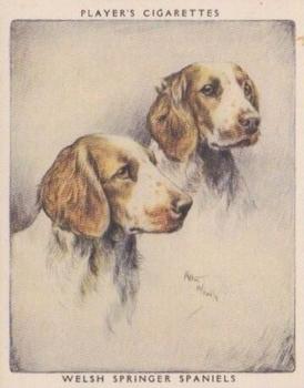 1955 Player's Dogs Pairs and Groups (Large) (Unissued) #20 Welsh Springer Spaniels Front