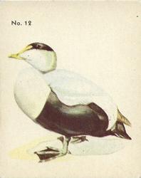 1952 Parkhurst Audubon Society Birds (V339-2) #12 Common Eider Front