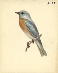 1952 Parkhurst Audubon Society Birds (V339-2) #27 Eastern Bluebird Front