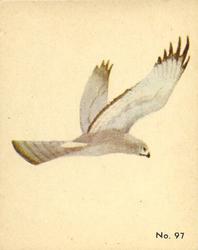 1952 Parkhurst Audubon Society Birds (V339-2) #97 Marsh Hawk Front