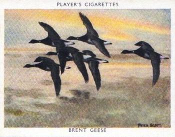1937 Player's Wildfowl #3 Brent Goose Front