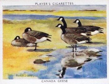 1937 Player's Wildfowl #4 Canada Goose Front