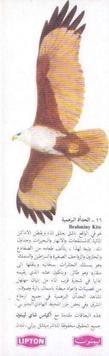 1970 Lipton Tea Birds of Prey (Arabic Text) #NNO Brahminy Kite Front