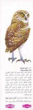 1970 Lipton Tea Birds of Prey (Arabic Text) #NNO Burrowing Owl Front