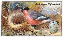 1919 Gallaher Birds Nests & Eggs Series #1 Bullfinch Front