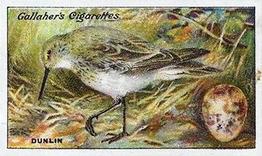 1919 Gallaher Birds Nests & Eggs Series #5 Dunlin Front