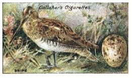 1919 Gallaher Birds Nests & Eggs Series #6 Snipe Front