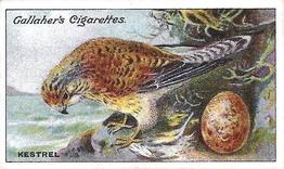 1919 Gallaher Birds Nests & Eggs Series #7 Kestrel Front