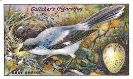 1919 Gallaher Birds Nests & Eggs Series #8 Grey Shrike Front
