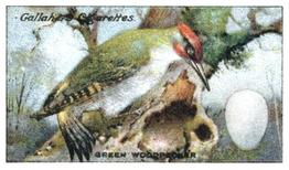 1919 Gallaher Birds Nests & Eggs Series #9 Green Woodpecker Front