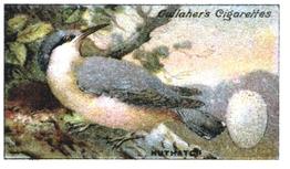 1919 Gallaher Birds Nests & Eggs Series #10 Nuthatch Front