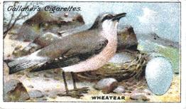 1919 Gallaher Birds Nests & Eggs Series #11 Wheatear Front