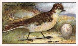 1919 Gallaher Birds Nests & Eggs Series #12 Skylark Front