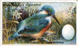 1919 Gallaher Birds Nests & Eggs Series #13 Kingfisher Front
