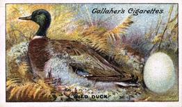 1919 Gallaher Birds Nests & Eggs Series #14 Wild Duck Front