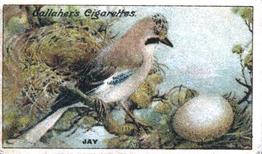 1919 Gallaher Birds Nests & Eggs Series #15 Jay Front