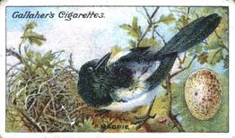 1919 Gallaher Birds Nests & Eggs Series #16 Magpie Front