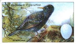 1919 Gallaher Birds Nests & Eggs Series #17 Starling Front