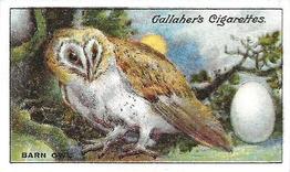 1919 Gallaher Birds Nests & Eggs Series #19 Barn Owl Front