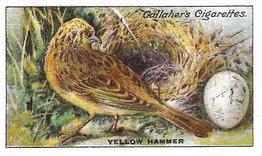 1919 Gallaher Birds Nests & Eggs Series #20 Yellow Hammer Front