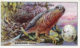 1919 Gallaher Birds Nests & Eggs Series #21 Sparrow Hawk Front