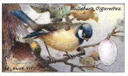 1919 Gallaher Birds Nests & Eggs Series #22 Blue Tit Front