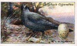 1919 Gallaher Birds Nests & Eggs Series #25 Blackbird Front