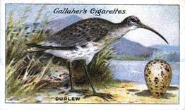 1919 Gallaher Birds Nests & Eggs Series #33 Curlew Front