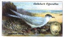 1919 Gallaher Birds Nests & Eggs Series #34 Common Tern Front