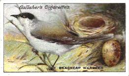 1919 Gallaher Birds Nests & Eggs Series #35 Blackcap Warbler Front