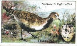 1919 Gallaher Birds Nests & Eggs Series #36 Golden Plover Front