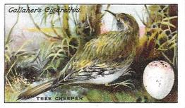1919 Gallaher Birds Nests & Eggs Series #40 Tree Creeper Front